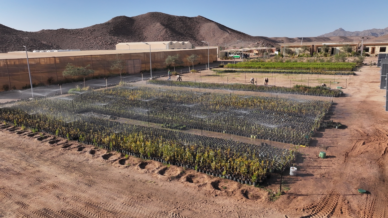 Mneifa Native Plant Nursery